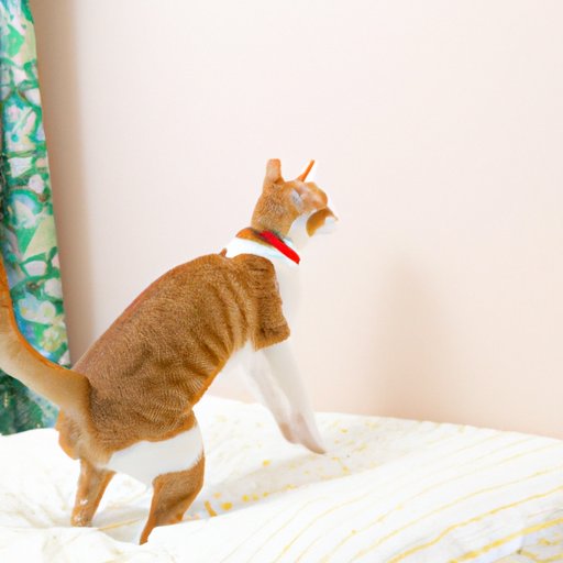Understanding Why Your Female Cat is Peeing on Your Bed