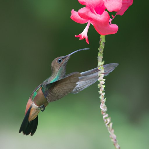 When Are Hummingbirds Most Active: A Guide to Understanding Their Behavior